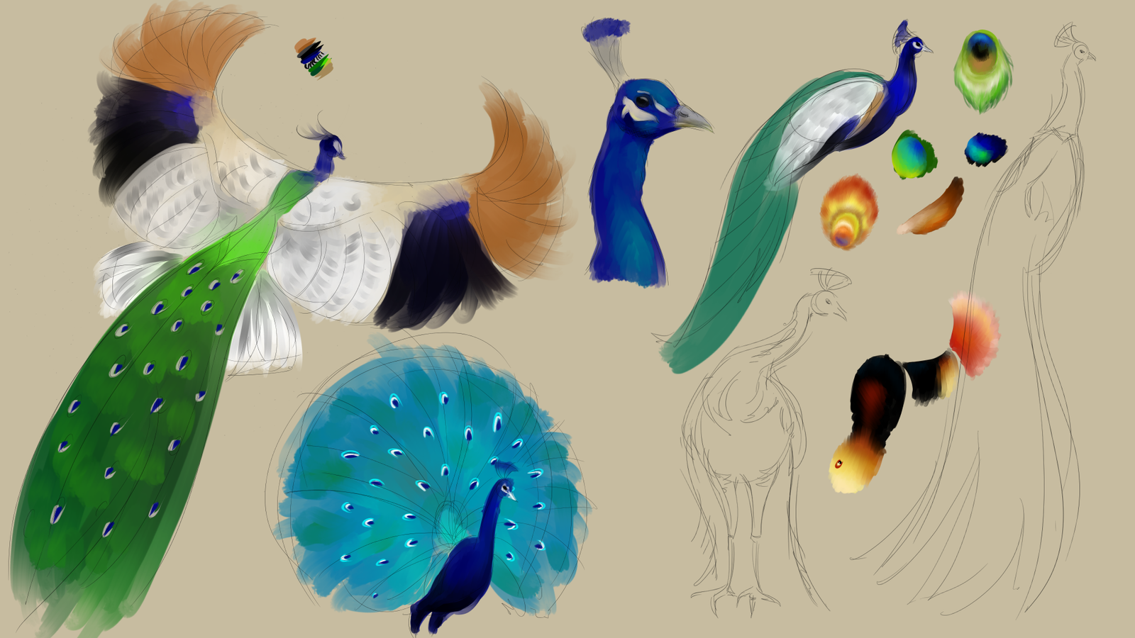 Colored sketches of peacocks