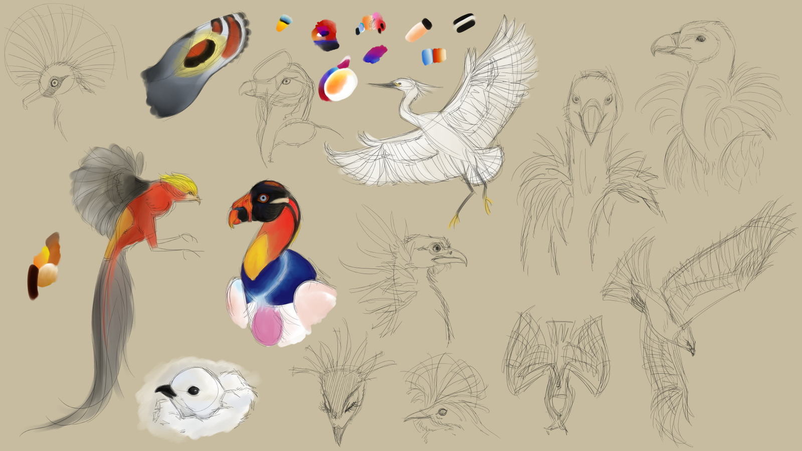 sketches of various birds, some colored