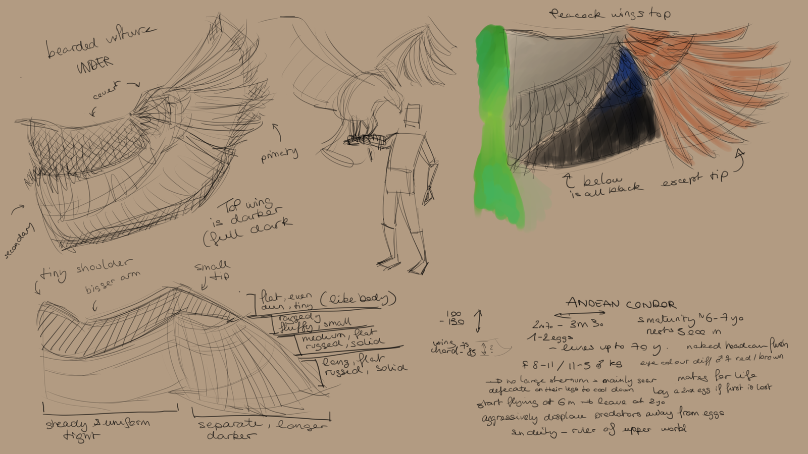 Sketches of bird wings